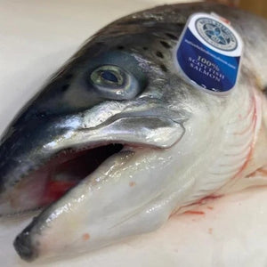 Fresh whole premium Scottish sushi grade Salmon 2 - 3kg