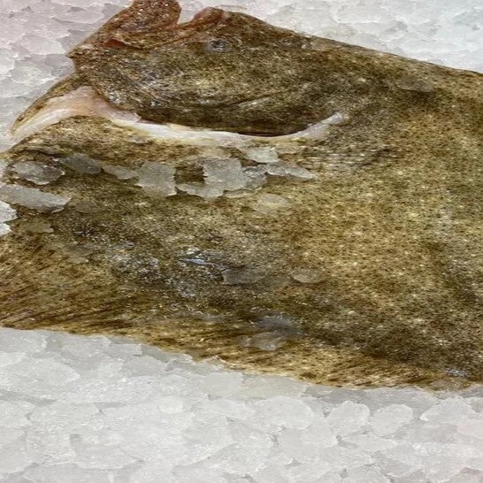 Whole Turbot 1.5kg