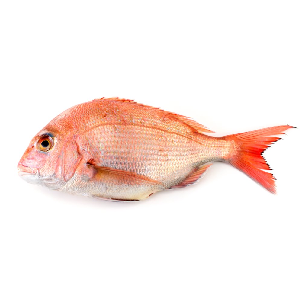 Red Bream Extra Large 2pcs.